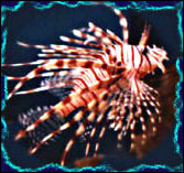 Lenny the Lion-fish